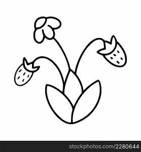 Blooming strawberries on twig. Vector illustration in style of child doodle.