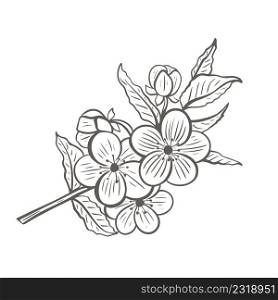 Blooming tree twig sketch. Spring flowering cherry, apple, almond, sakura. Branch with leaves and flowers realistic hand drawn doodle. Engraving isolated vector illustration. Blooming tree twig sketch