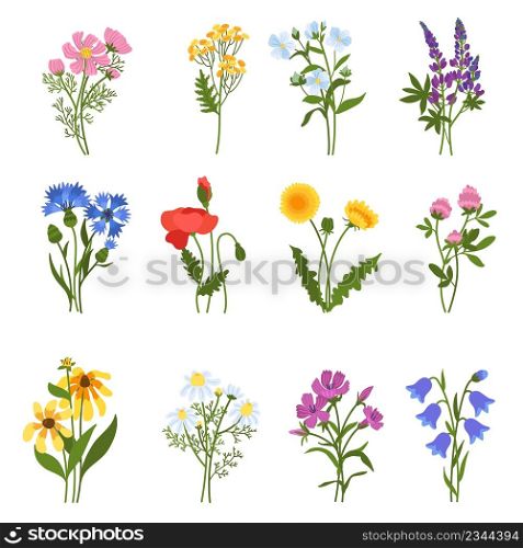 Blooming wild flowers. Beautiful meadow plants, isolated colorful floral elements, spring summer medicinal botany, natural dandelions, poppy and clover, chamomile and cornflower, vector hand drawn set. Blooming wild flowers. Beautiful meadow plants, isolated colorful floral elements, spring summer medicinal botany, natural dandelions, poppy and clover, chamomile and cornflower vector set