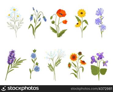 Blooming wild flowers, chamomile, poppy, violet, lavender and bluebell. Botanical medical plants, meadow herbs and field shrubs vector set. Spring floral poppy and chamomile bloom illustration. Blooming wild flowers, chamomile, poppy, violet, lavender and bluebell. Botanical medical plants, meadow herbs and field shrubs vector set