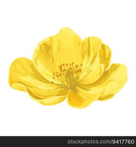 Blooming yellow primrose. Yellow flower isolated. Floral watercolor. Flower head. Design element for wedding cards, invitations, greeting posters. Vector botanical illustration.. Blooming yellow primrose. Yellow flower isolated.