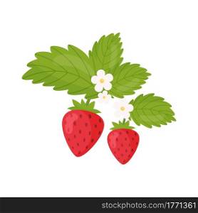 Blossom strawberry branch. Vector illustration.