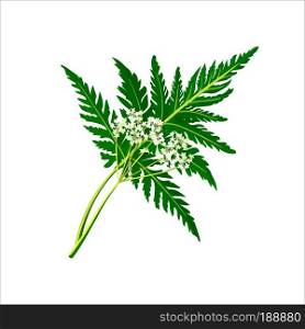 Blossoming chervil color vector illustration. Anthriscus cerefolium or French parsley. Isolated on a white background. French cuisine. For web, menu, logo.. Blossoming chervil color vector illustration