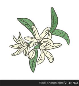 Blossoming citrus tree vector illustration. Delicate little flowers on deciduous twig. Floral botanical fruit tree branch. Lemon spring flowering bush isolated object