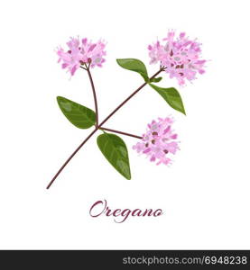 Blossoming oregano flowers. Blossoming oregano flowers. Origanum vulgare. Vector illustration