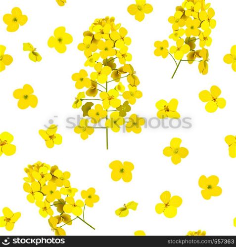 Blossoming Rapeseed seamless pattern isolated. Canola or colza. Brassica napus. Blooming rape yellow flowers. Spring background. Oilplant oilbearing crop, green energy, rape seed, biofuel, ecofuel. Blossoming Rapeseed seamless pattern isolated. Canola or colza. Brassica napus. Blooming rape yellow flowers. Spring