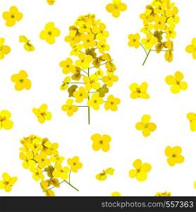 Blossoming Rapeseed seamless pattern isolated. Canola or colza. Brassica napus. Blooming rape yellow flowers. Spring background. Oilplant oilbearing crop, green energy, rape seed, biofuel, ecofuel. Blossoming Rapeseed seamless pattern isolated. Canola or colza. Brassica napus. Blooming rape yellow flowers. Spring