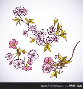 Blossoming sakura decorative elements isolated vector illustration