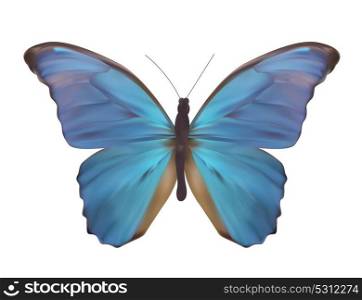 Blue Butterfly Isolated on White Realistic Vector Illustration EPS10. Blue Butterfly Isolated on White Realistic Vector Illustration