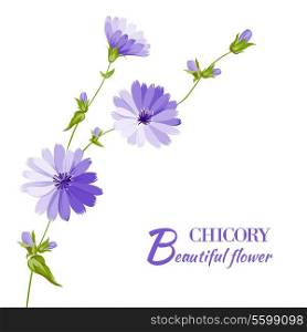 Blue chicory flowers isolated on white background. Vector illustration.