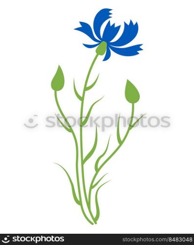 Blue cornflower. flower with buds. Vector illustration. Blue wildflower for design and decor, prints, postcards, covers