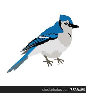 Blue Jay Flat Design Vector Illustration. Blue jay vector. Birds wildlife concept in flat style design. North America fauna illustration for prints, posters, childrens books illustrating. Beautiful jay bird seating isolated on white.