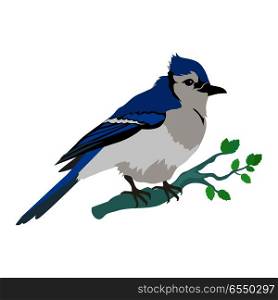 Blue Jay Flat Design Vector Illustration. Blue jay vector. Birds wildlife concept in flat style design. North America fauna illustration for prints, posters, childrens books illustrating. Beautiful jay bird seating on brunch. Isolated.