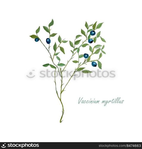 Blueberry plant with fruit. Watercolour botanical illustration stock vector illustration 