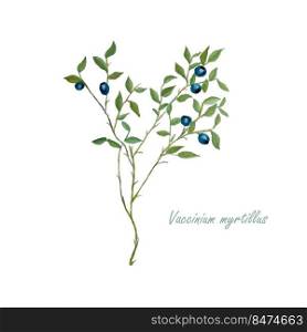 Blueberry plant with fruit. Watercolour botanical illustration stock vector illustration 