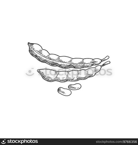 Bob legumes, isolated beans and pea pods. Vector legume food sketch, vegetable plant. Peas in pods isolated legumes, beans or bob sketch