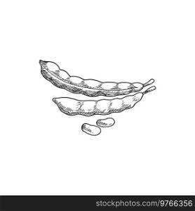 Bob legumes, isolated beans and pea pods. Vector legume food sketch, vegetable plant. Peas in pods isolated legumes, beans or bob sketch
