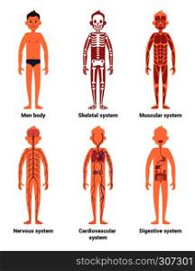 Body anatomy of men. Nerves and muscular systems, heart and other organs. Vector illustration set. Skeletal system and blood anatomical system. Body anatomy of men. Nerves and muscular systems, heart and other organs. Vector illustration set