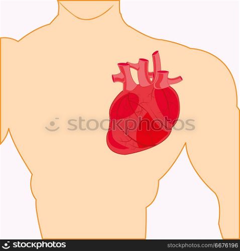 Body of the person and heart. Internal organ heart in bosom of the person
