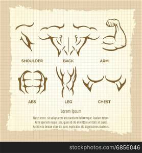 Bodybuilder vintage poster, male muscle elements. Bodybuilder vintage poster. Vector male muscle elements