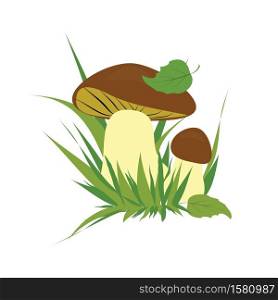 Boletus isolated over white background vector colorful collection. illustration of mushrooms on a white background.. Boletus on a white background