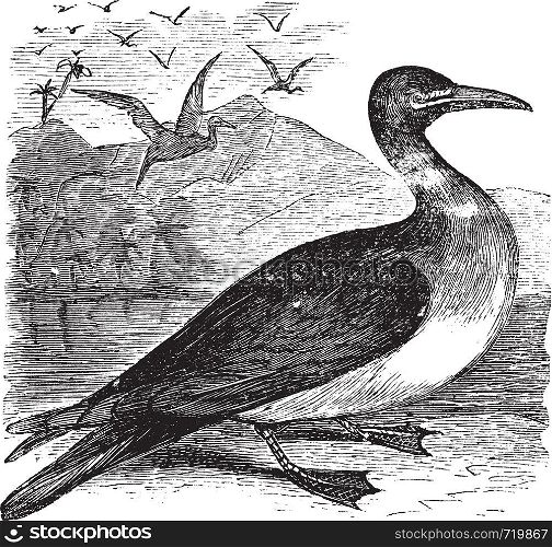 Booby or Sula sp., vintage engraving. Old engraved illustration of a Booby.