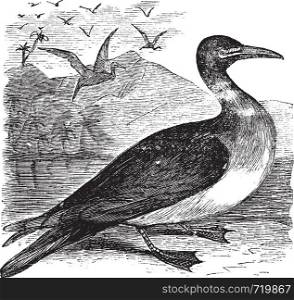 Booby or Sula sp., vintage engraving. Old engraved illustration of a Booby.