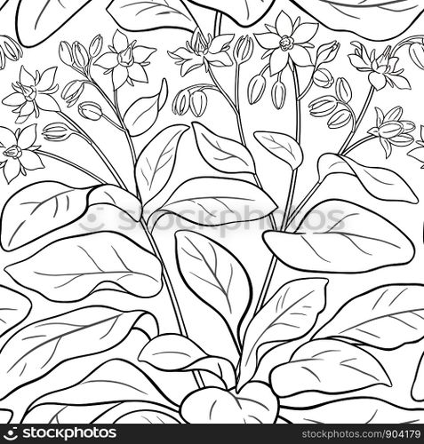 borago vector pattern on white background. borago vector pattern