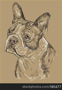Boston terrier vector hand drawing black and white illustration isolated on beige background