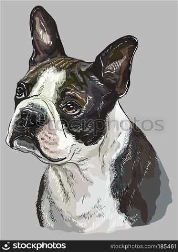 Boston terrier vector hand drawing illustration in different color on grey background