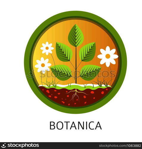 Botanica school discipline, informational lessons about nature and floral vector. Chamomile flowers, leaves growing from ground. Education about natural resources and plants botanics examination. Botanica school discipline, informational lessons about nature and flora