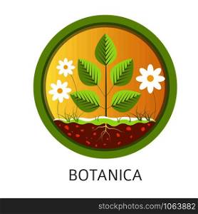 Botanica school discipline, informational lessons about nature and floral vector. Chamomile flowers, leaves growing from ground. Education about natural resources and plants botanics examination. Botanica school discipline, informational lessons about nature and flora