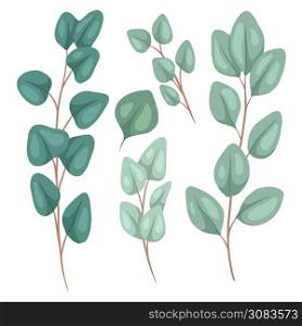 Botanical flat illustration of eucalyptus populus. Set of hand drawn eucalyptus branches with foliage and hatching. Vector color objects for articles, cards and your design.. Botanical flat illustration of eucalyptus populus. Set of hand drawn eucalyptus branches with foliage and hatching. Vector color objects
