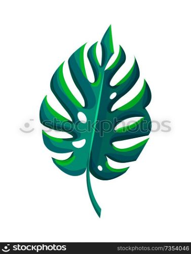 Botanical items monstera deliciosa, tropical leaf with holes in it, green leave vector isolated on white background, realistic flora element design. Botanical Element Monstera Vector Illustration
