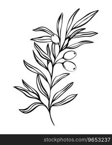 Botanical line illustration of olive leaves, branch for wedding invitation and cards, logo design, web, social media and posters template. Elegant minimal style floral vector isolated.