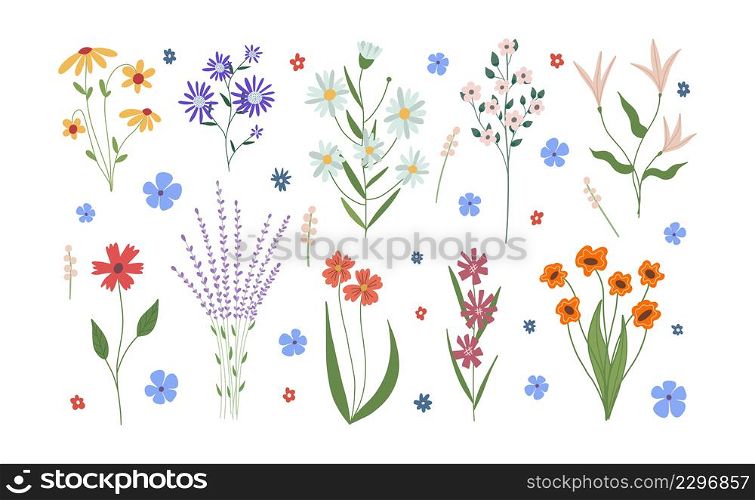 Botanical set of garden floral plants. Colorful flat vector illustration.. Botanical set of garden floral plants. Colorful flat vector illustration
