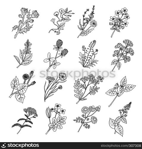 Botanical sketch drawings. Vector illustration of flowers and botanic herbs. Flower botanical graphic, floral natural herbal plants and flower. Botanical sketch drawings. Vector illustration of flowers and botanic herbs