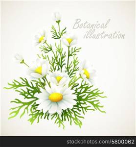 Botanical vector illustration. Vintage floral card. Botanical vector illustration. Vintage floral card EPS 10