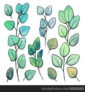 Botanical watercolor illustration of eucalyptus populus. Set of hand drawn eucalyptus branches with foliage and contour. Vector color objects for articles, cards and your design.. Botanical watercolor illustration of eucalyptus populus. Set of hand drawn eucalyptus branches with foliage and contour. Vector color objects