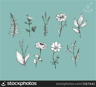 Botany. Set. Vintage flowers. Black and white illustration in the style. Botany. Set. Vintage flowers. Black and white illustration in the style of engravings.