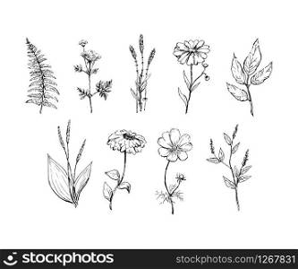Botany. Set. Vintage flowers. Black and white illustration in the style. Botany. Set. Vintage flowers. Black and white illustration in the style of engravings.
