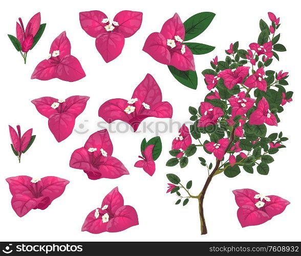 Bougainville plant of Mexico, isolated vector bougainvillea branch, pink flowers and green leaves. Exotic Mexican blossoms, evergreen plant growing in Peru and South America, realistic 3d icons set. Bougainville plant of Mexico, isolated vector set