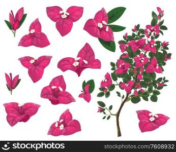 Bougainville plant of Mexico, isolated vector bougainvillea branch, pink flowers and green leaves. Exotic Mexican blossoms, evergreen plant growing in Peru and South America, realistic 3d icons set. Bougainville plant of Mexico, isolated vector set