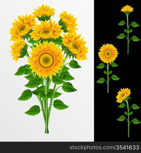 Bouquet from yellow sunflowers on a white background