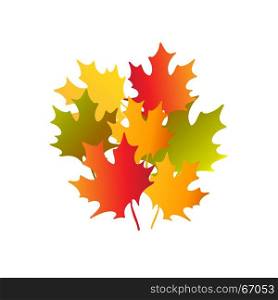 bouquet of autumn maple leaves. Bright warm colored bouquet of autumn maple leaves on white background