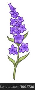 Bouquet of purple lavender branch, isolated flower, spring or summer blossom. Plant with fragrant and aromatic smell. Wild decorative botany, decoration for home or office. Vector in flat style. Lavender branch with blooming, flowers in bloom