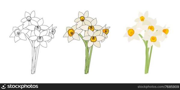 Bouquet of spring flowers of daffodils isolated on white background. Bouquet of spring flowers of daffodils isolated on white background Vector Illustration EPS10