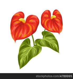 Bouquet of two decorative flowers anthurium on white background. Bouquet of two decorative flowers anthurium on white background.