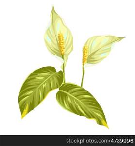 Bouquet of two decorative flowers spathiphyllum on white background. Bouquet of two decorative flowers spathiphyllum on white background.