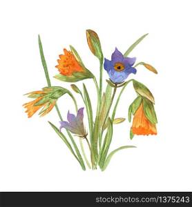Bouquet with daffodils, bluebells, anemones in watercolor. Decorative colorful flowers. Background for wallpaper, prints design. Spring textile texture. Ornament illustration. Vector.